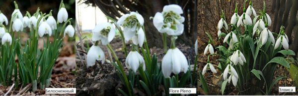 Les perce-neige sont les premières fleurs à donner