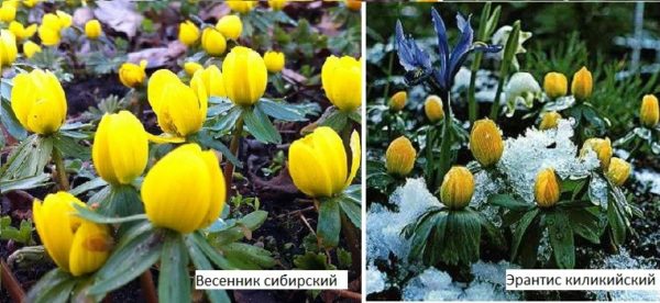 Fleurs de printemps pour chalets d'été - sans prétention, hivernage à l'extérieur