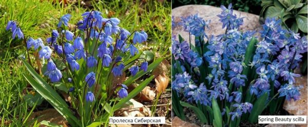 Une autre espèce de perce-neige, Scylla, fleurit en bleu