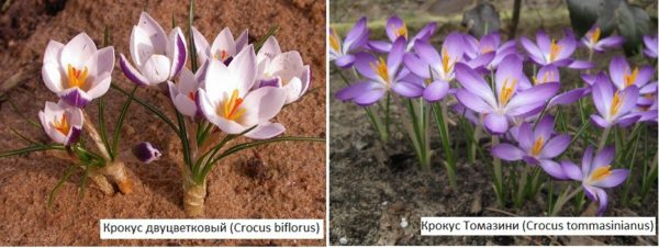 Fleurs de printemps pour une résidence d'été - crocus de différents types