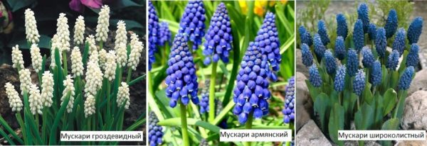 Les Muscari sont des fleurs bulbeuses vivaces qui fleurissent au printemps