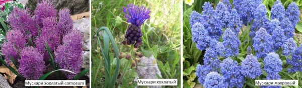 Il existe des variétés de muscari très mignonnes et originales