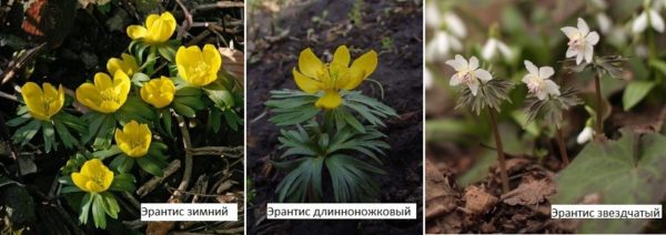 Semble décoratif lorsqu'il est planté dans une rabatka, sur des pierres