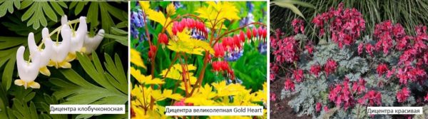 Une couleur et une forme très inhabituelles ont donné le nom à cette plante - Broken Heart