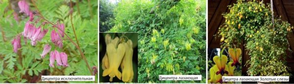 Il y a aussi des vues bouclées du cœur brisé - elles peuvent être placées sur une arche, un belvédère, une pergola