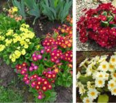 Les primevères sont très nombreuses. Il y a beaucoup de formes, types, couleurs