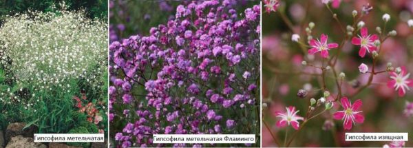 La gypsophile est également appelée kachim, gypse, tumbleweed