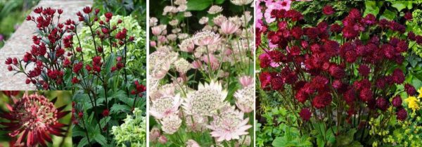 Astrantia - de belles fleurs qui fleurissent tout l'été pour une résidence d'été