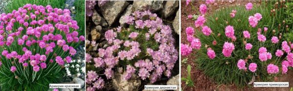 Armeria est une excellente décoration pour tout parterre de fleurs, rocaille, rocaille