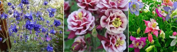 Aquilegia (bassin versant) est un autre été avec de très belles fleurs