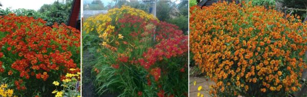 Les géléniums fleurissent à la fin de l'été - début de l'automne