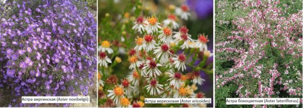Asters vivaces - une fleur d'automne pour une résidence d'été