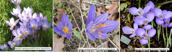 Les crocus d'automne sont l'une des options les plus intéressantes pour les rocailles, rabatka