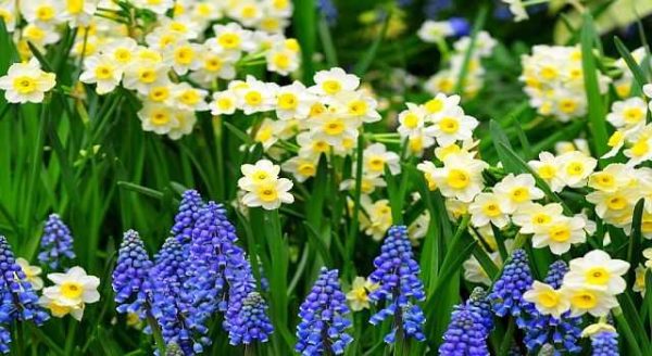 Fleurs de printemps - traditionnelles et pas si