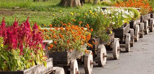Les fleurs d'automne pour une résidence d'été ne sont pas si nombreuses
