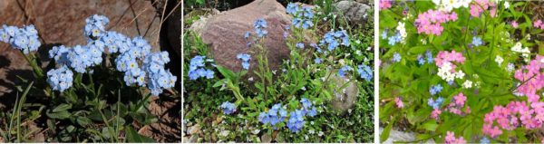 Le joli charme de forget-me-not décorera le parterre de fleurs