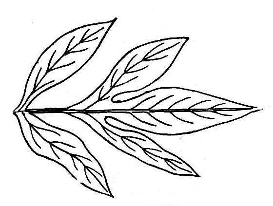 Motif de feuilles de pivoine