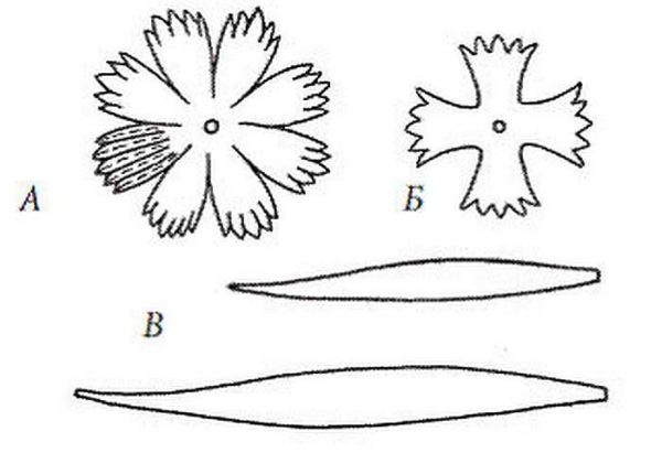 Si vous voulez le rendre très similaire à la vraie (A - un motif pour une fleur en fleurs, B - pour un bourgeon)