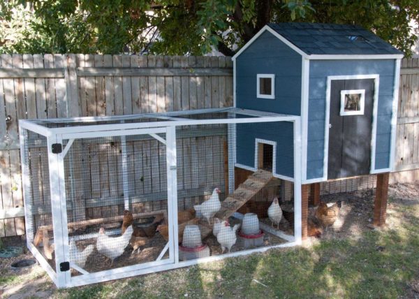 Un beau poulailler pour 10-20 poulets ne peut pas être caché dans la cour