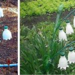 Si les fleurs fraîches n'ont pas encore fleuri ...