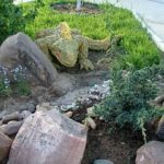 Iguane sur un toboggan en pierre ...