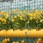 Jardin fleuri vertical de plusieurs étages avec jonquilles