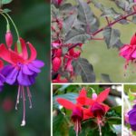 C'est la fleur fuchsia et le plus raisonnable est d'espionner les combinaisons de la nature
