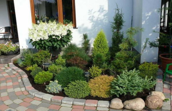 Règles de sélection des plantes: les plus hautes sont près du mur ou de la clôture, plus loin - plus bas