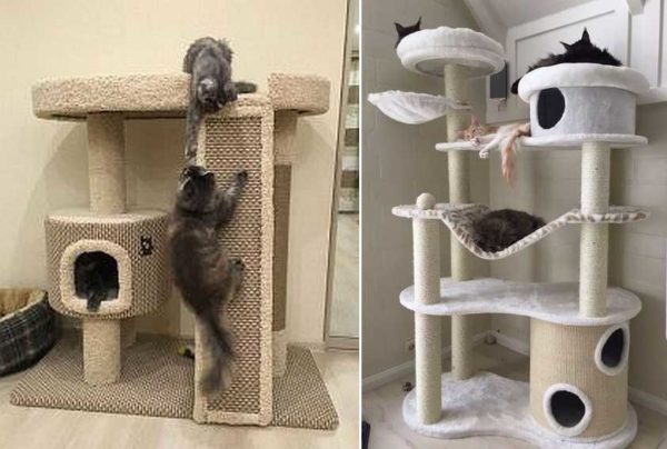 Escalade et hamacs - c'est ce que les chats aiment habituellement