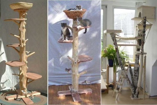 Une maison pour chat peut également être fabriquée à partir d'un tronc d'arbre