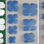 Comment un motif en papier se transforme en fleur en plastique