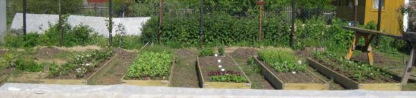 Afin de ne pas désherber l'espace entre les lits, il peut être semé avec de l'herbe à gazon. Et beau et pas de saleté