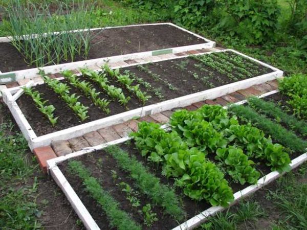 Un potager intelligent est formé, souvent surélevé ou surélevé, dans lequel les conditions nécessaires à la croissance des plantes sont créées