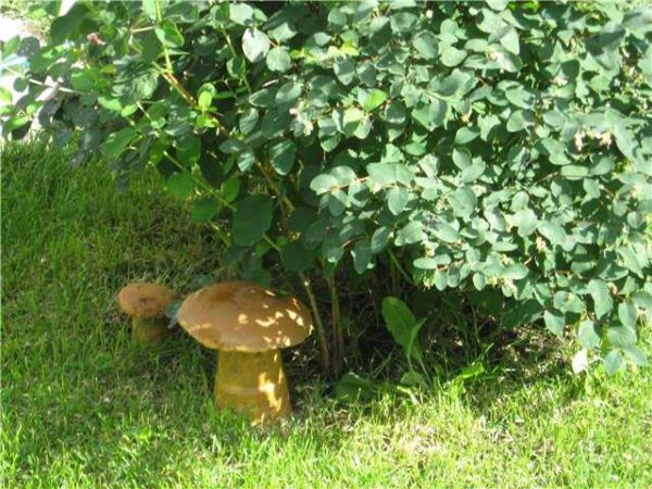 Champignons en béton - une tasse de tige en plastique et un bol pour un chapeau. Dans le futur chapeau, jusqu'à ce que la solution soit durcie, creusez un trou cylindrique - pour que la jambe y aille. Ainsi, le champignon sera très similaire au vrai.