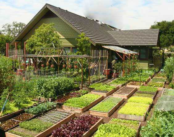 Les lits avec des plantes capricieuses sont placés le plus près possible de la maison