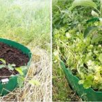Pour les arbres fruitiers poussant dans les zones humides, vous pouvez le faire