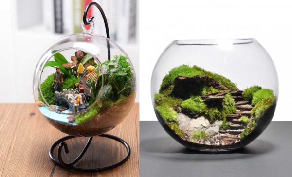 La mousse est peut-être la seule plante du mini florarium