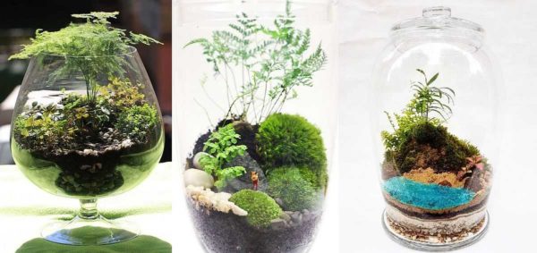Ce n'est pas une fougère, mais des plantes qui lui ressemblent