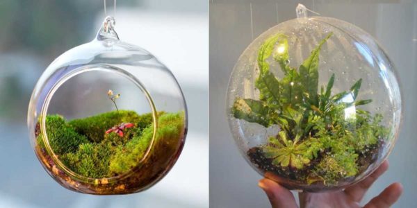 La mousse et les plantes grasses font des compositions très mignonnes et variées.