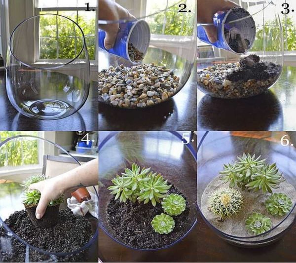 Essayez de faire le premier florarium de vos propres mains à partir de plantes succulentes et de cactus