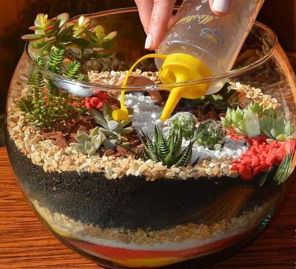 En utilisant une bouteille en plastique fermée avec un couvercle avec un long tube, l'arrosage du mini-jardin est facile