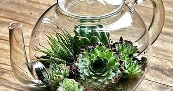 Excellent contenant pour florarium: le taux d'humidité est maintenu, les parois sont transparentes, entretien facile