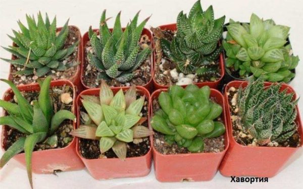 Succulentes Haworthia faciles à entretenir