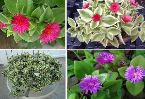 Aptenia (Aptenia) peut être cultivée avec succès dans un vase