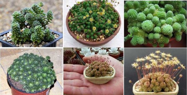 De petite taille convenant aux plus petits florariums