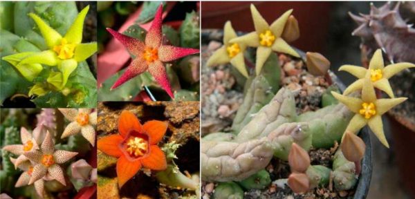 Fleurs vives inhabituelles et tiges étranges