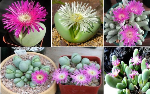 Les pierres en fleurs sont un ajout intéressant à un jardin de verre