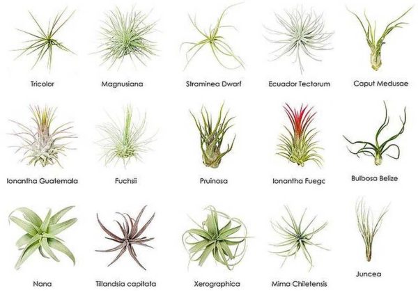 Les plantes aériennes peuvent vivre sans terre du tout