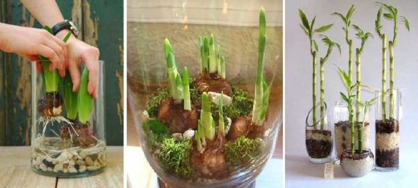 La version la plus simple d'un jardin dans un vase - plantes bulbeuses