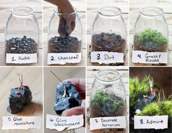 L'une des options pour planter des plantes dans le florarium
